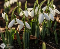 /album/tsvetya-flowers/lightroomed-tsvete-1-of-1-4-jpg/